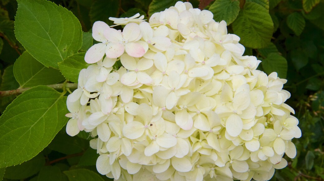 Sarphatipark showing flowers