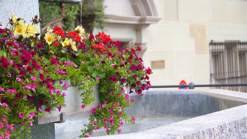 Fribourg showing flowers