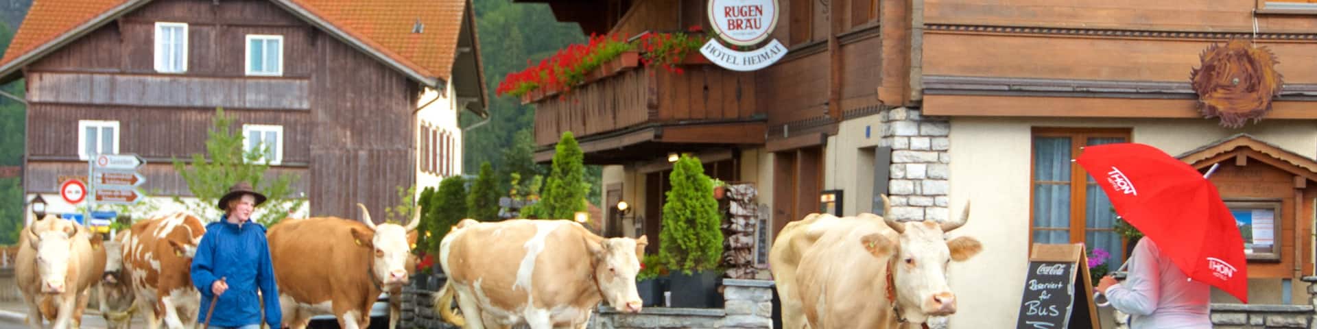 Wilderswil featuring a small town or village and land animals as well as an individual male