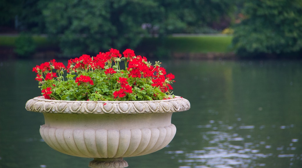 Royal Botanic Gardens som visar en damm och blommor