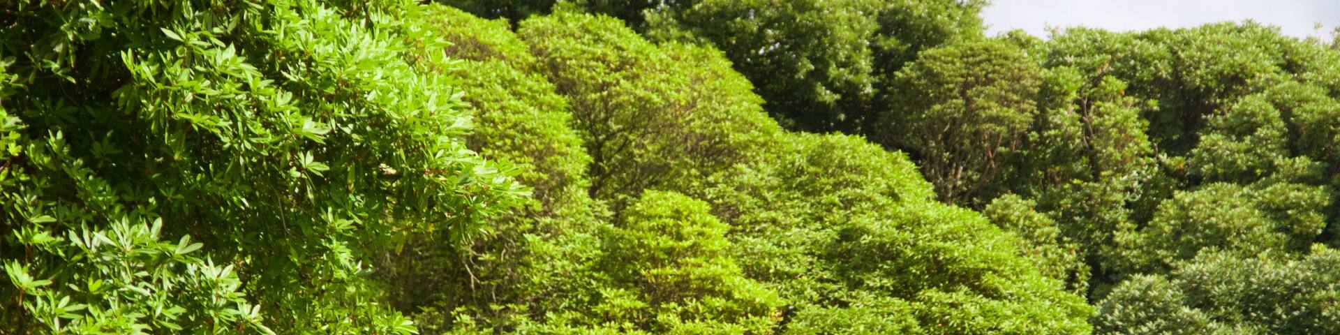 Lost Gardens of Heligan showing a park