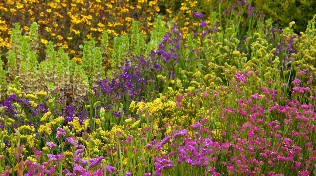 Lost Gardens of Heligan featuring wild flowers and flowers