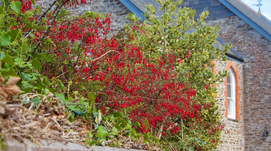 Mevagissey showing flowers