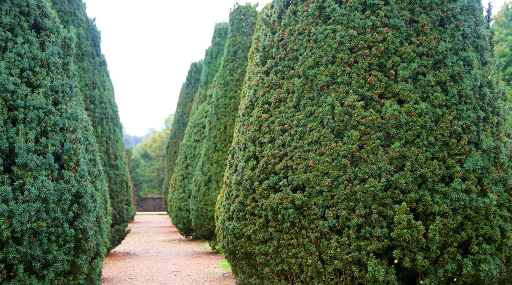 Knole ofreciendo jardín