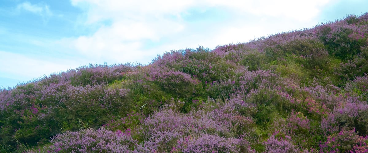Exmoor National Park qui includes fleurs sauvages