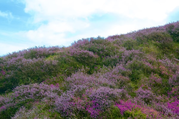 Exmoor National Park qui includes fleurs sauvages