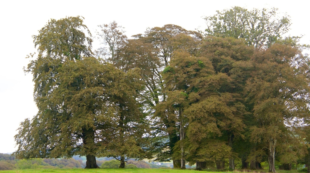 Lanhydrock showing a garden