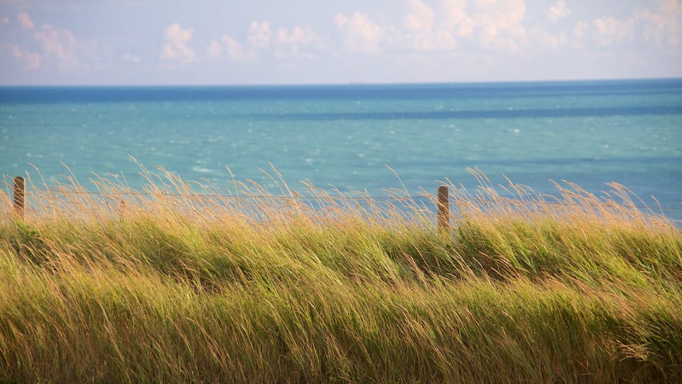 Brighton which includes general coastal views and tranquil scenes