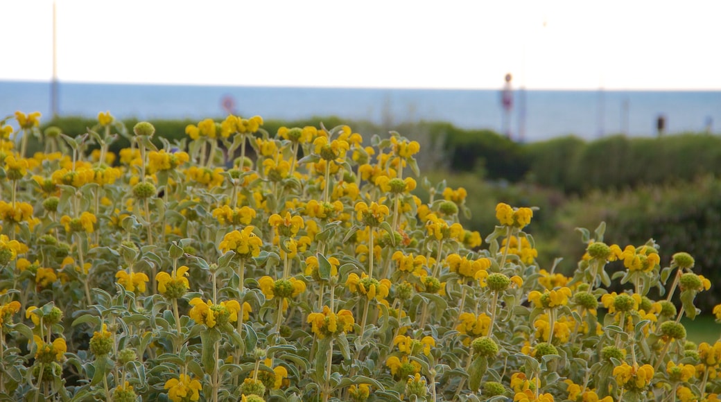 Palmeira herrgårdar presenterar blommor