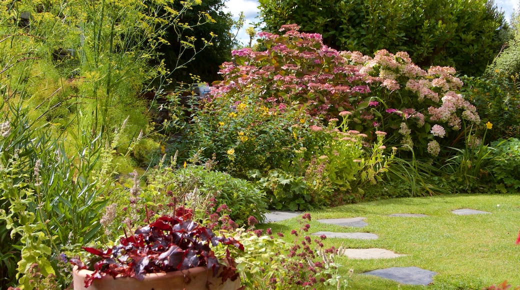 Cornwall featuring wild flowers and a park