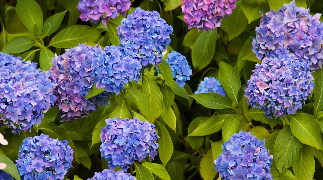 Truro showing flowers and a garden