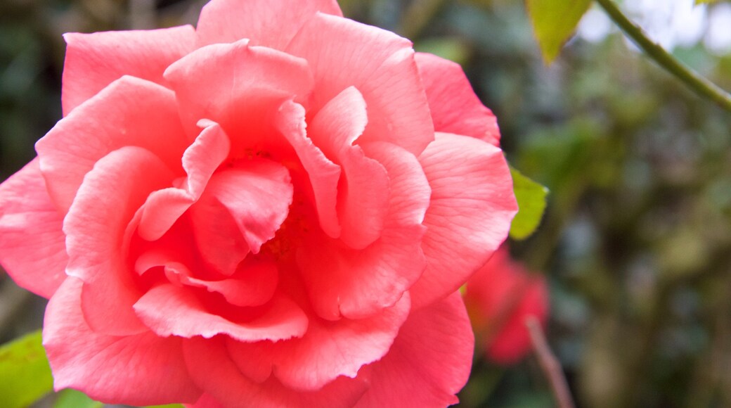 Lincolnshire mettant en vedette fleurs