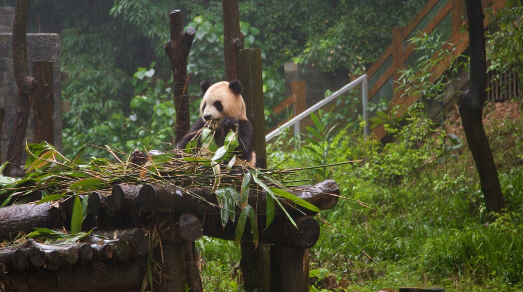 七星公園 设有 動物