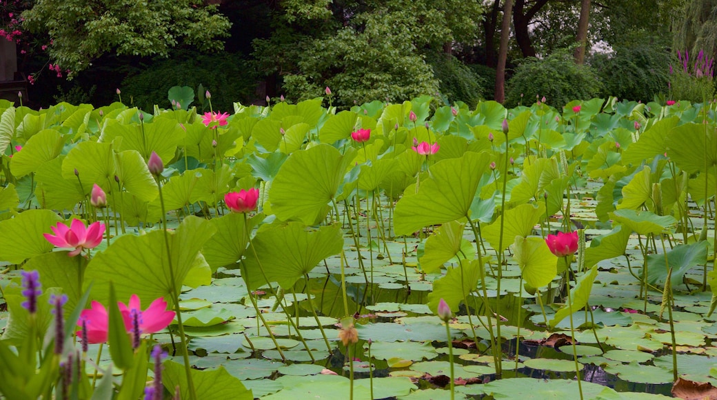 People\'s Square which includes a pond