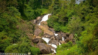 Munnar mettant en vedette forêts et rivière ou ruisseau