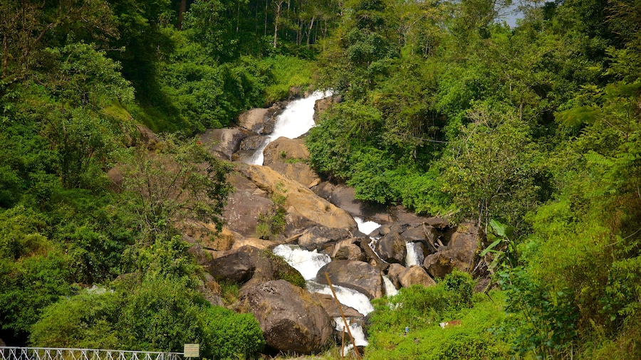 Munnar which includes forest scenes and a river or creek
