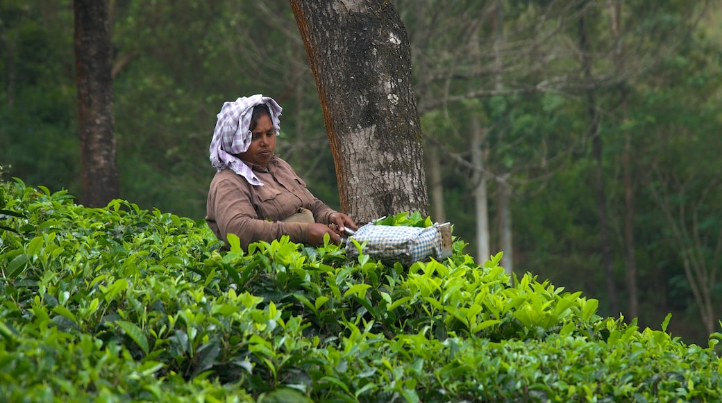 Distrikt Idukki das einen Farmland sowie einzelne Frau