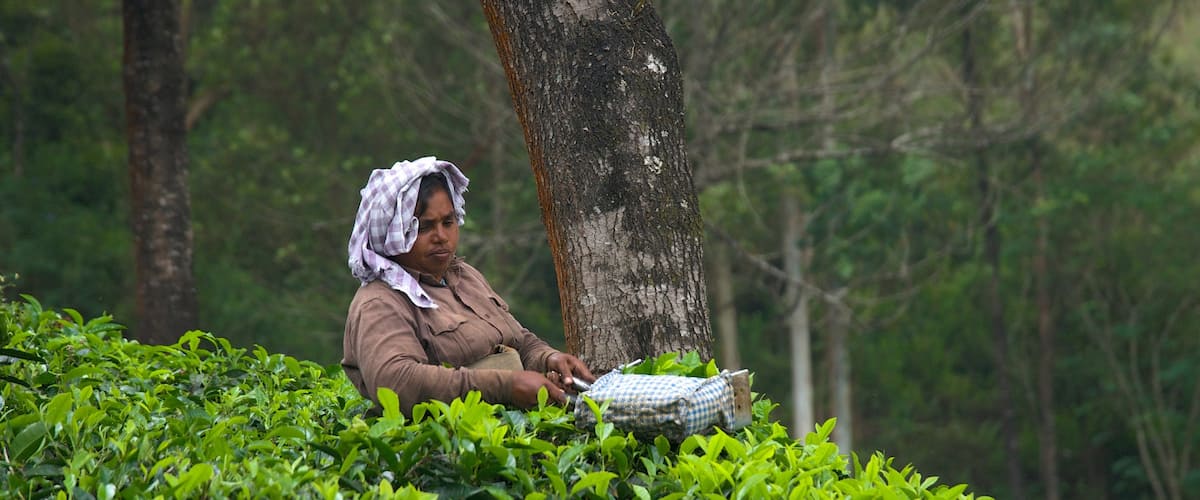 Idukki District showing farmland as well as an individual female