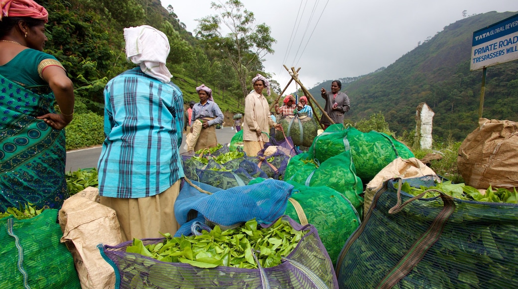 Idukki District featuring tranquil scenes as well as a small group of people