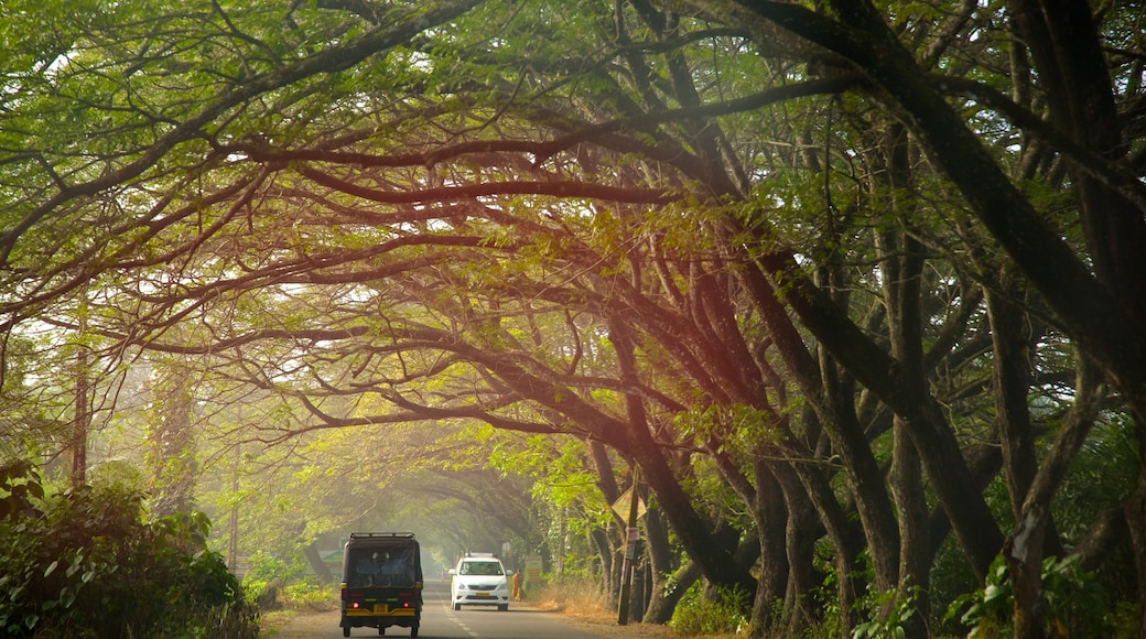 Alappuzha District showing tranquil scenes