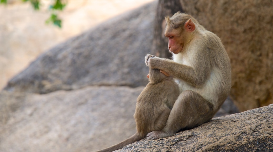 Chennai ofreciendo animales