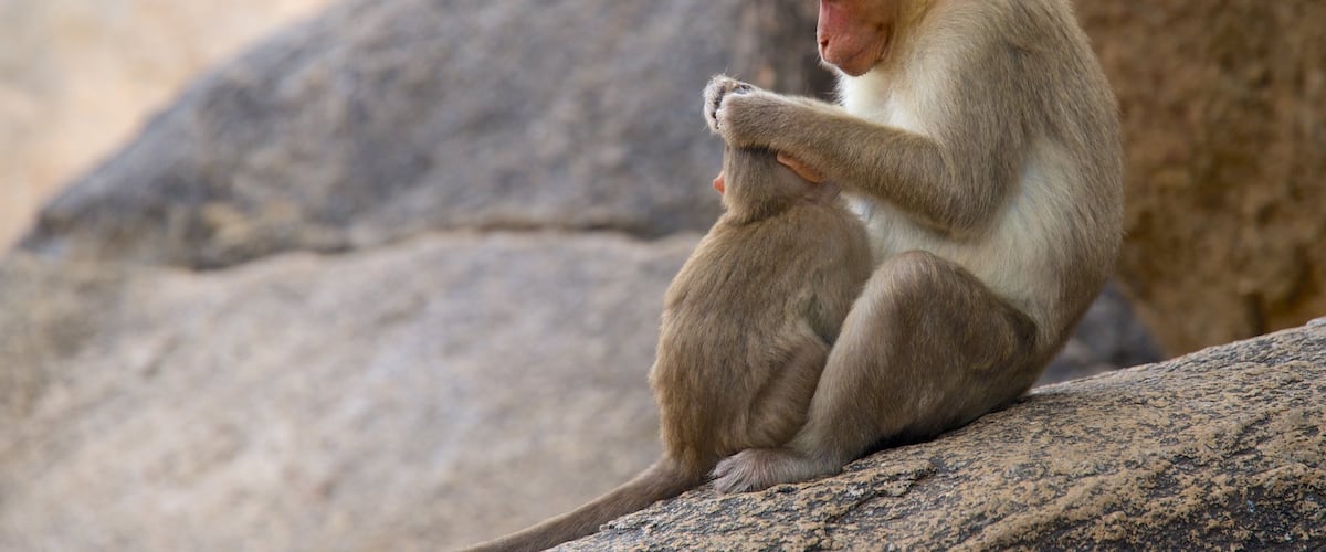 Chennai which includes animals