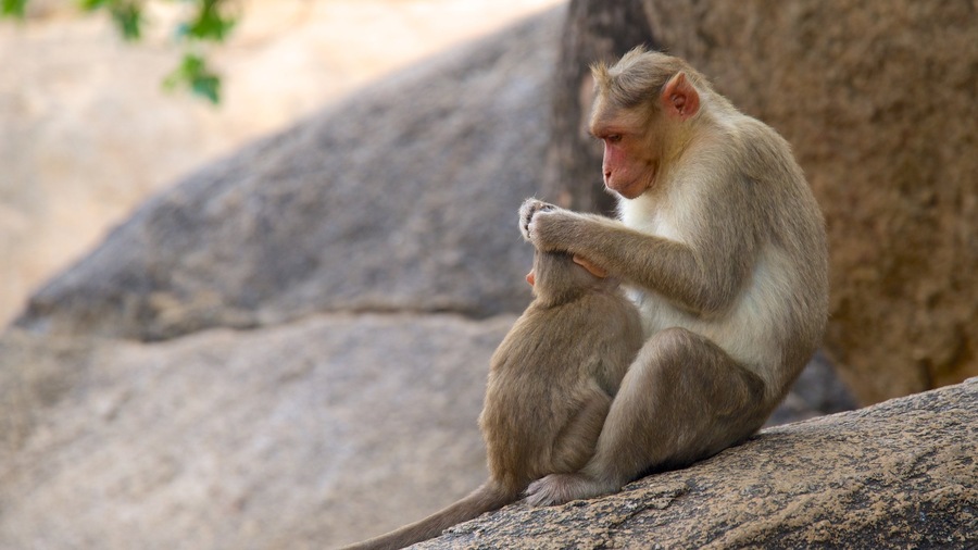 Chennai toont dieren