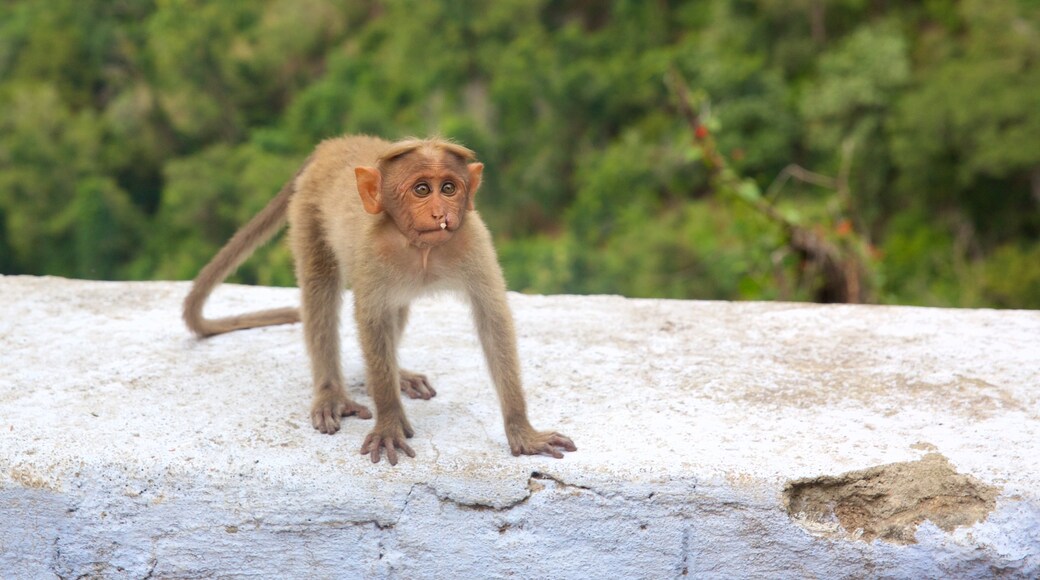 Kodaikanal mettant en vedette animaux