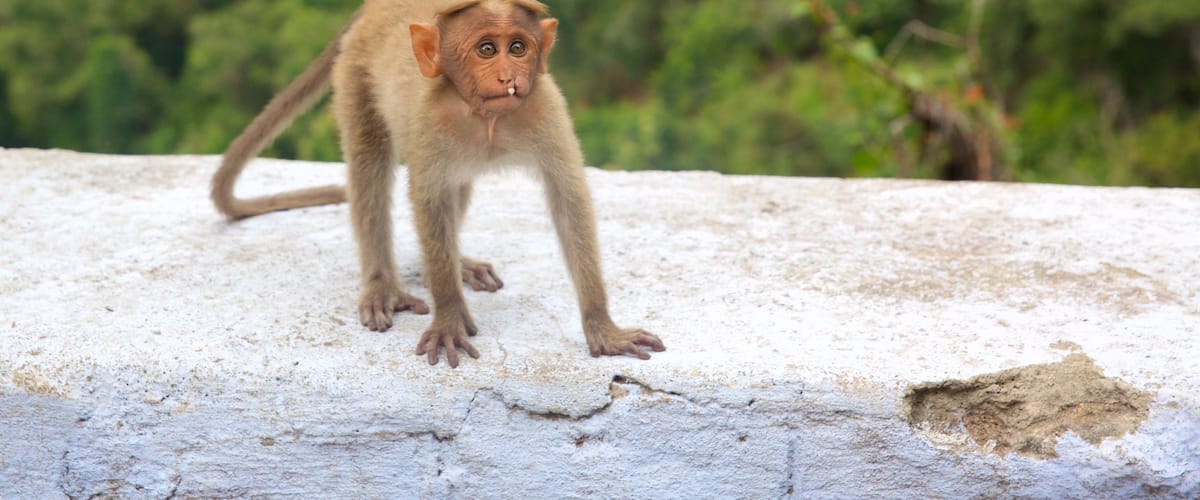 Kodaikanal which includes animals