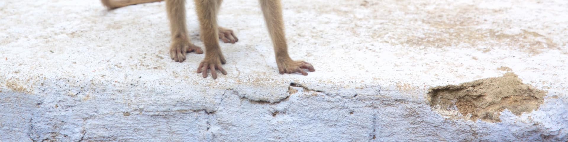 Kodaikanal showing animals