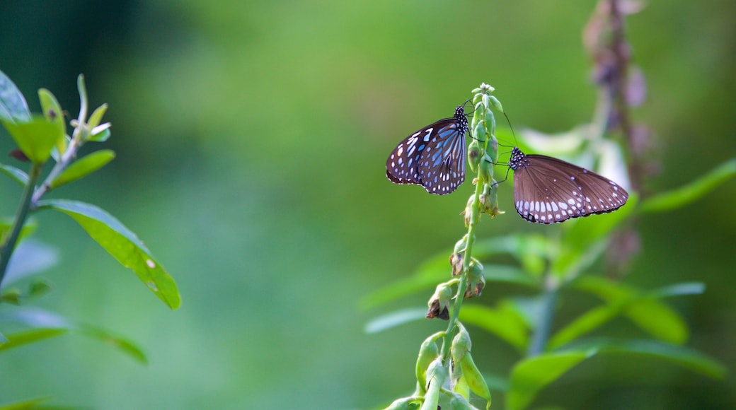 Kumarakom Bird Sanctuary showing animals