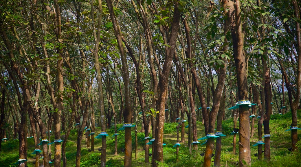 Munnar which includes forest scenes