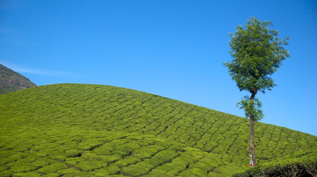 Munnar showing tranquil scenes