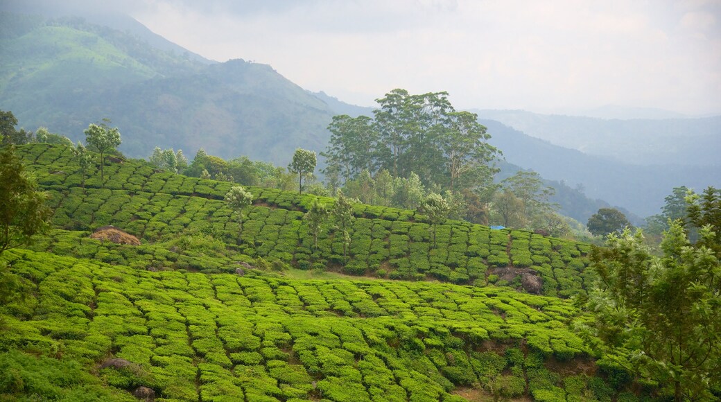 Munnar inclusief vredige uitzichten en landschappen