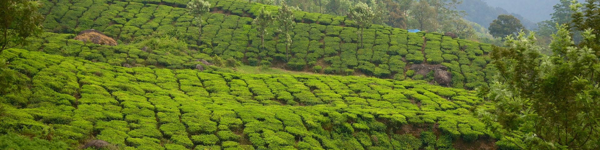 Tea Gardens featuring tranquil scenes and landscape views