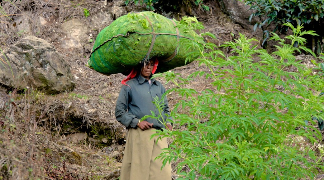 Munnar sowie einzelner Mann