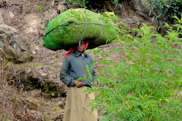Munnar as well as an individual male