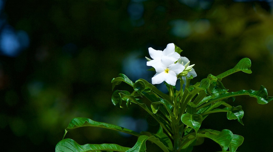 植物園 表示 花