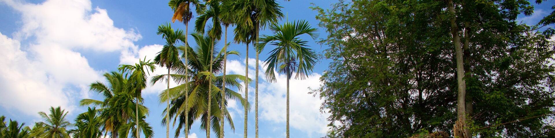 Padmanabhapuram Palace which includes a ruin