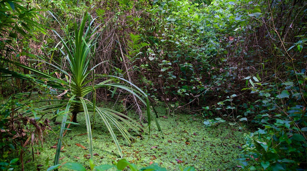 Kumarakom Bird Sanctuary