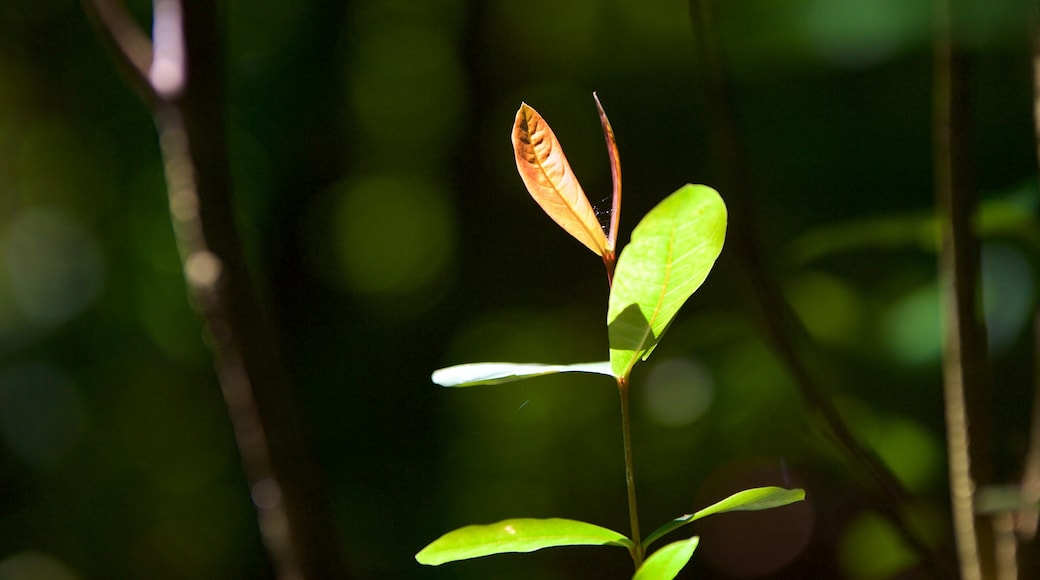 Kumarakom Bird Sanctuary