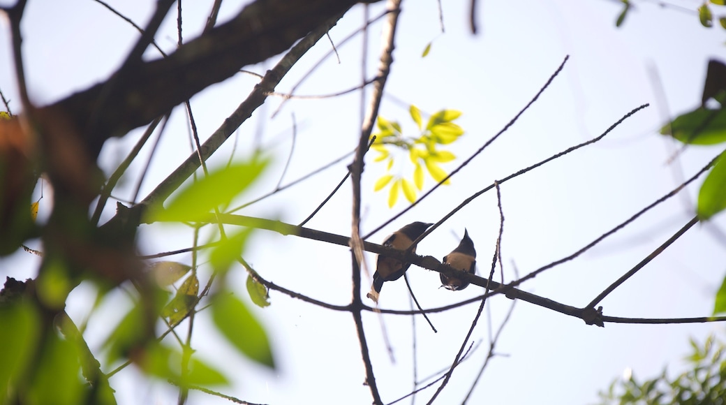 Santuario de Aves de Kumarakom mostrando vida de las aves