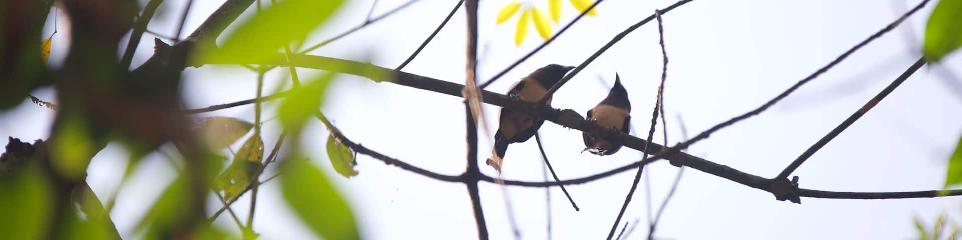 Santuario de Aves de Kumarakom mostrando vida de las aves
