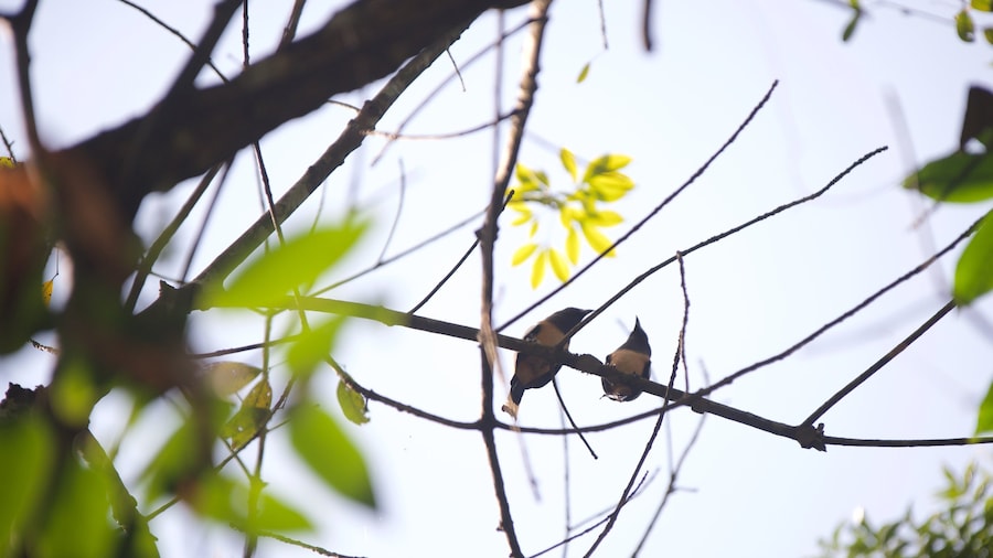 Santuario Kumarakom Bird che include volatili