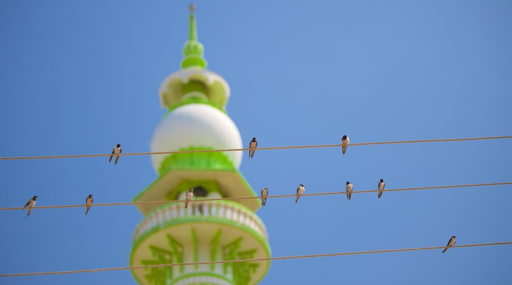 Vizhinjam Beach showing bird life