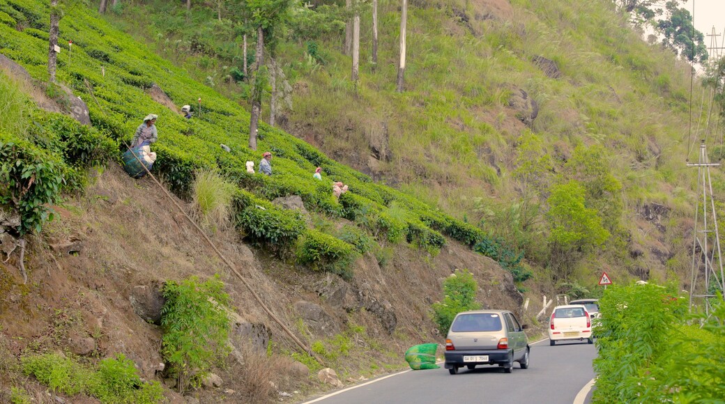 Tea Gardens mostrando cenas tranquilas assim como um pequeno grupo de pessoas