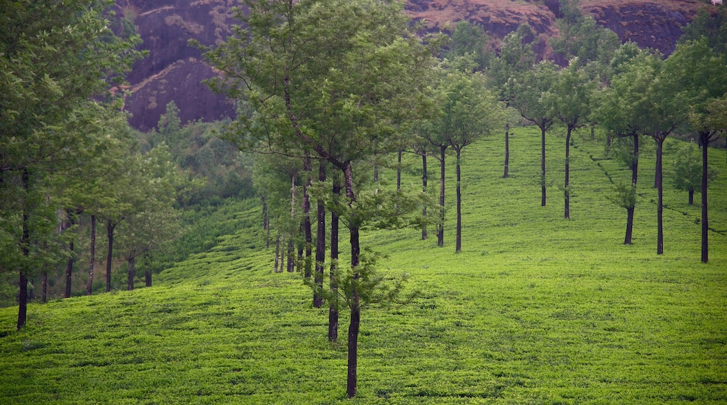 Thị trấn Munnar