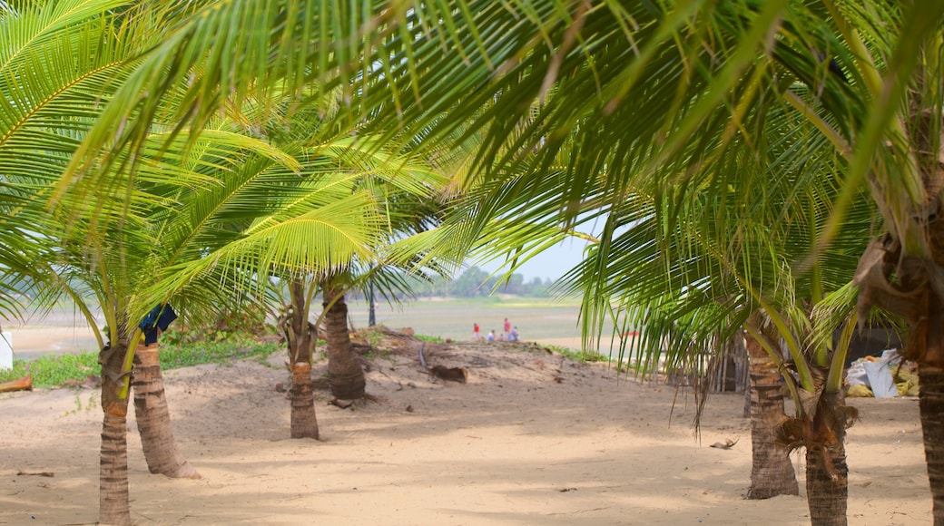 Pondicherry showing a sandy beach