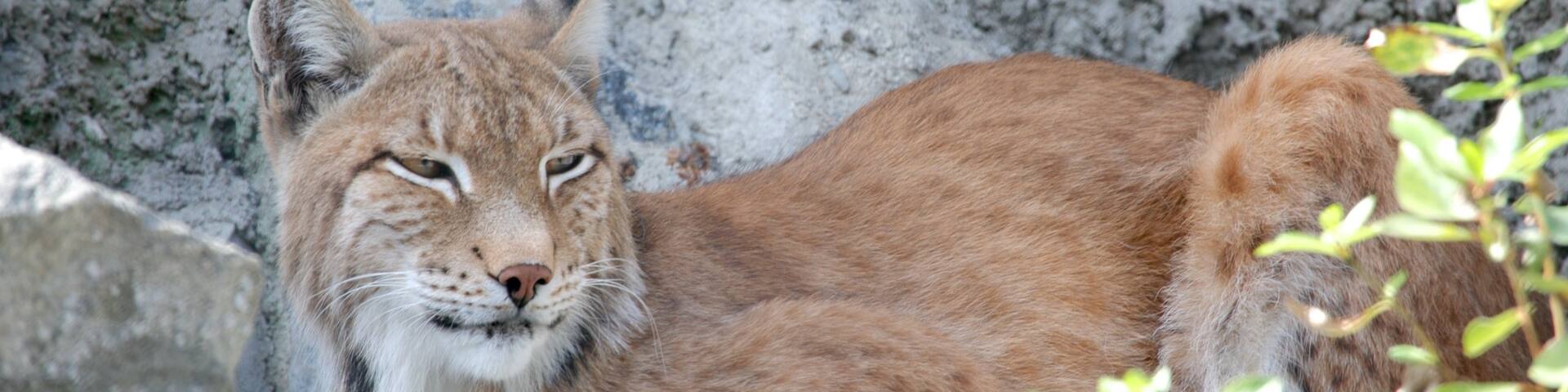 Moscow Zoo which includes animals and dangerous animals