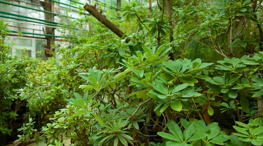 Botanische tuinen van Moskou inclusief een park